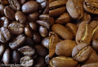 Arabica normale Kaffeerstung und Maragogype helle Rstung